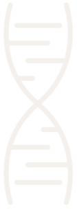 DNA-Doppelhelix